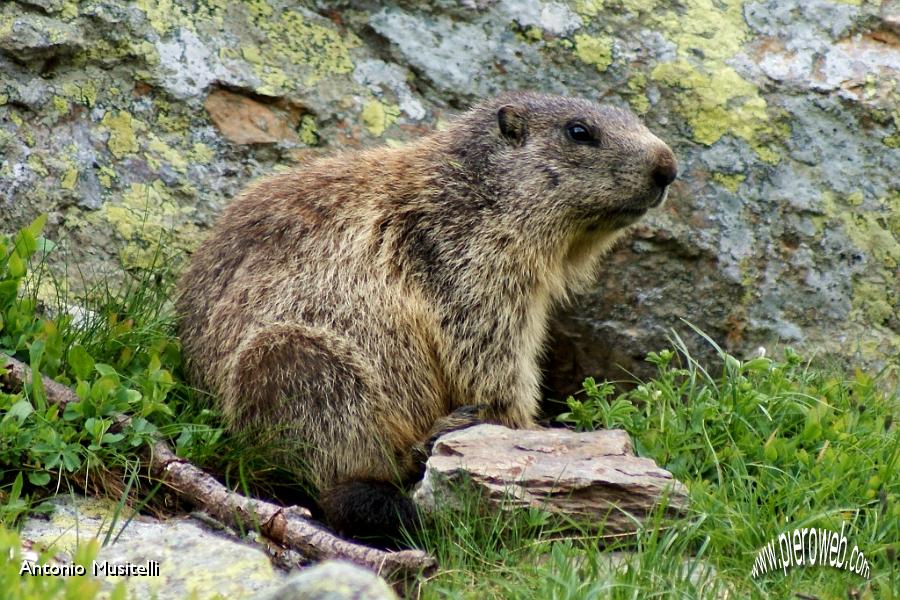 17 Marmotta1.jpg